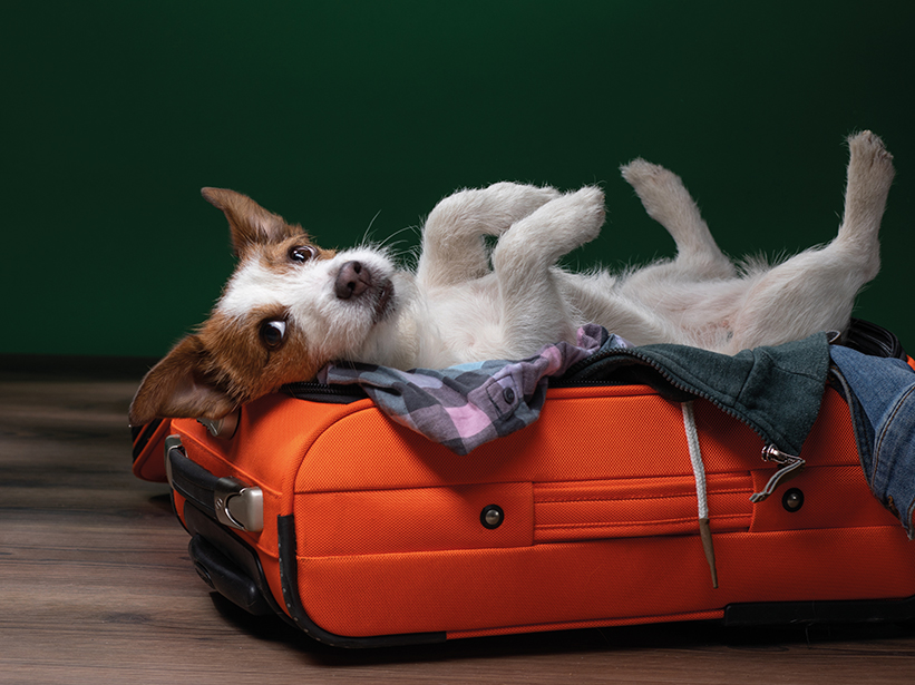 Viaggiare con cani e gatti: i consigli per una vacanza piacevole